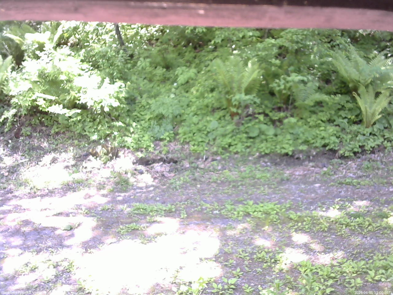 長野県菅平高原 ゆたか山荘 東側(坂下) 2026/06/01 11:00