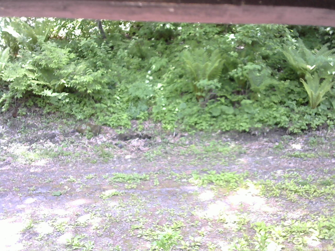 長野県菅平高原 ゆたか山荘 東側(坂下) 2026/06/01 11:30