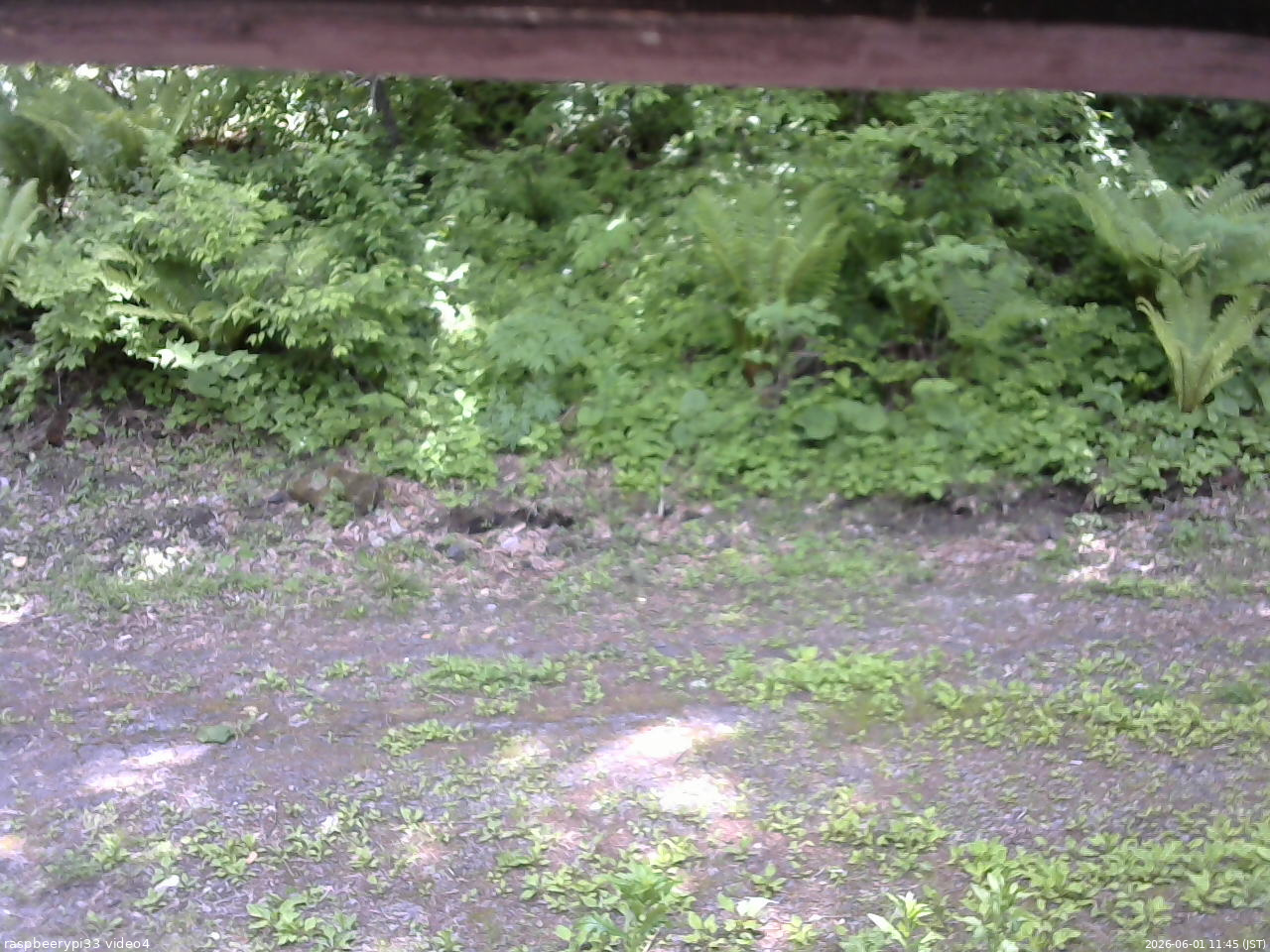 長野県菅平高原 ゆたか山荘 東側(坂下) 2026/06/01 11:45