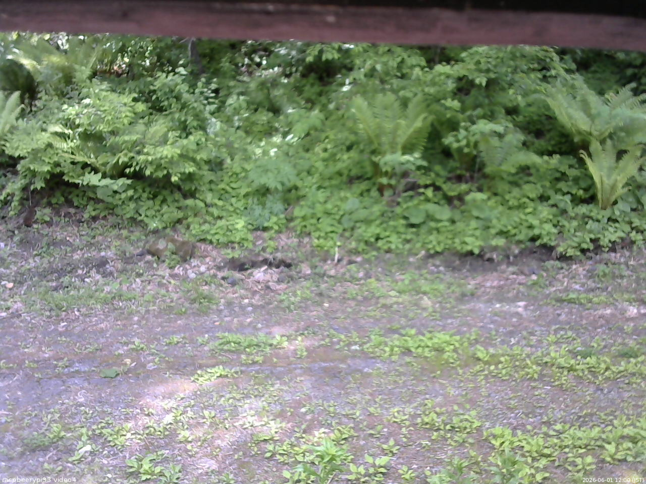 長野県菅平高原 ゆたか山荘 東側(坂下) 2026/06/01 12:00
