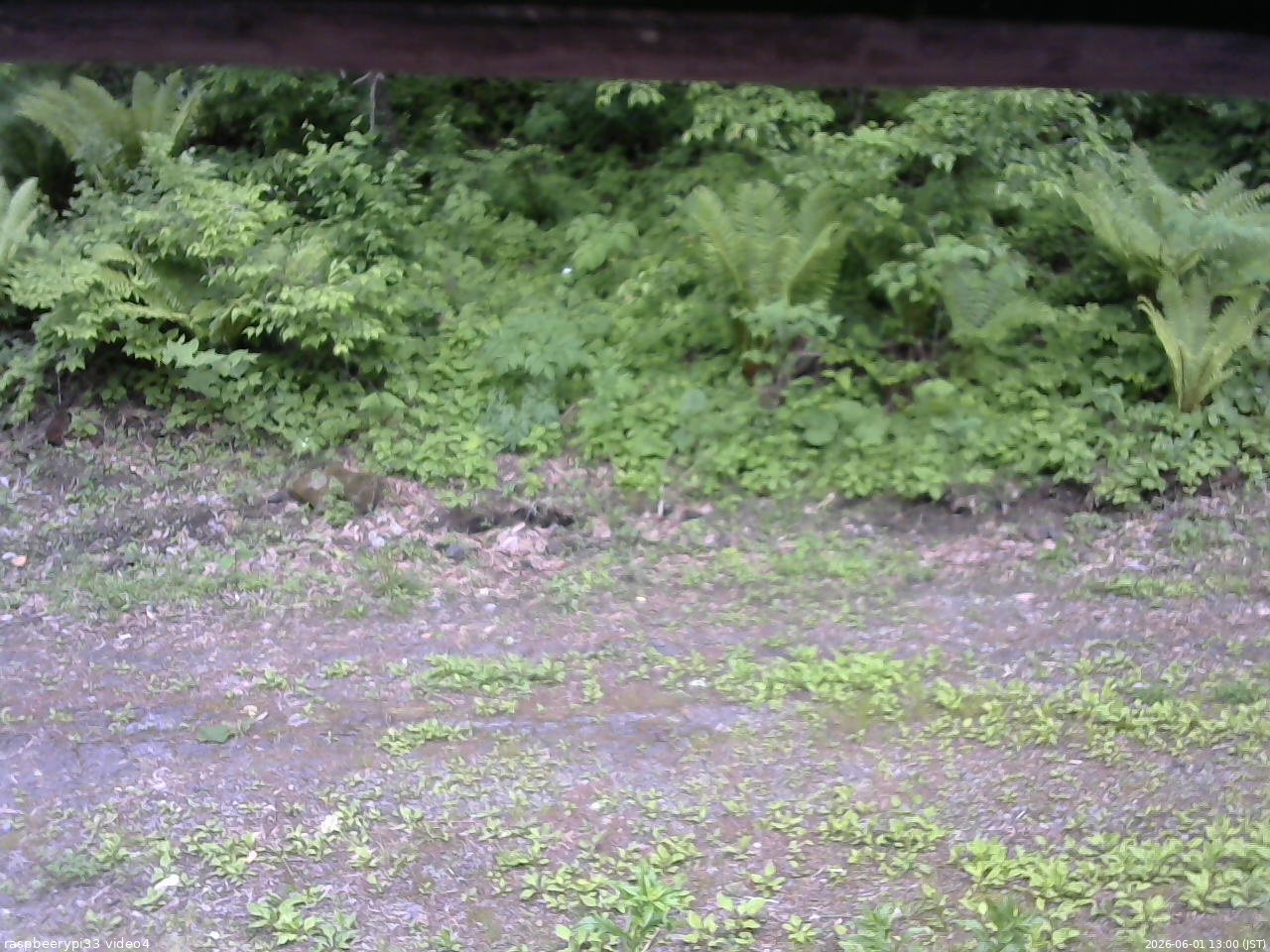 長野県菅平高原 ゆたか山荘 東側(坂下) 2026/06/01 13:00