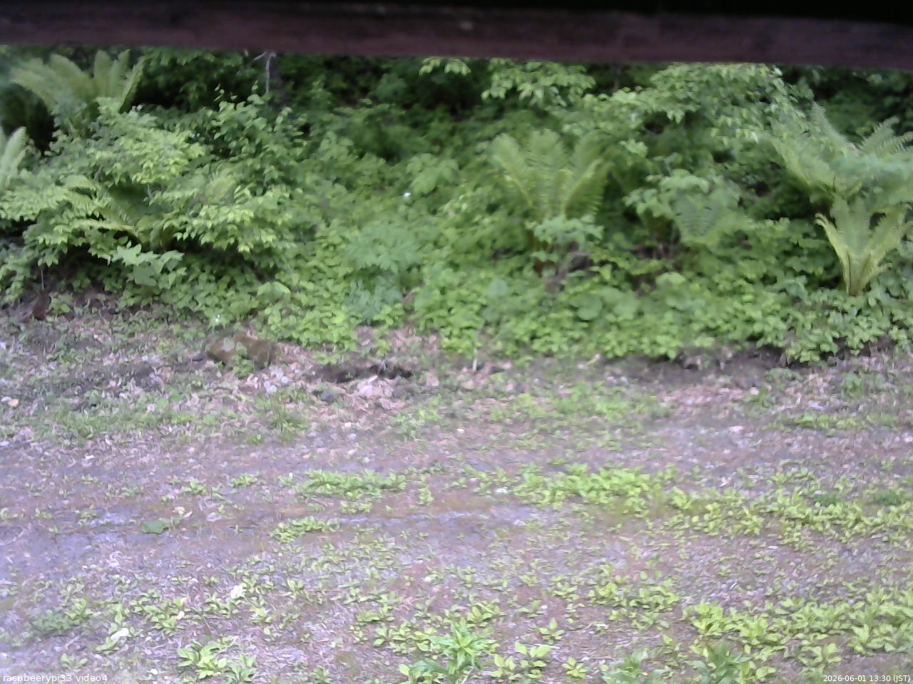 長野県菅平高原 ゆたか山荘 東側(坂下) 2026/06/01 13:30