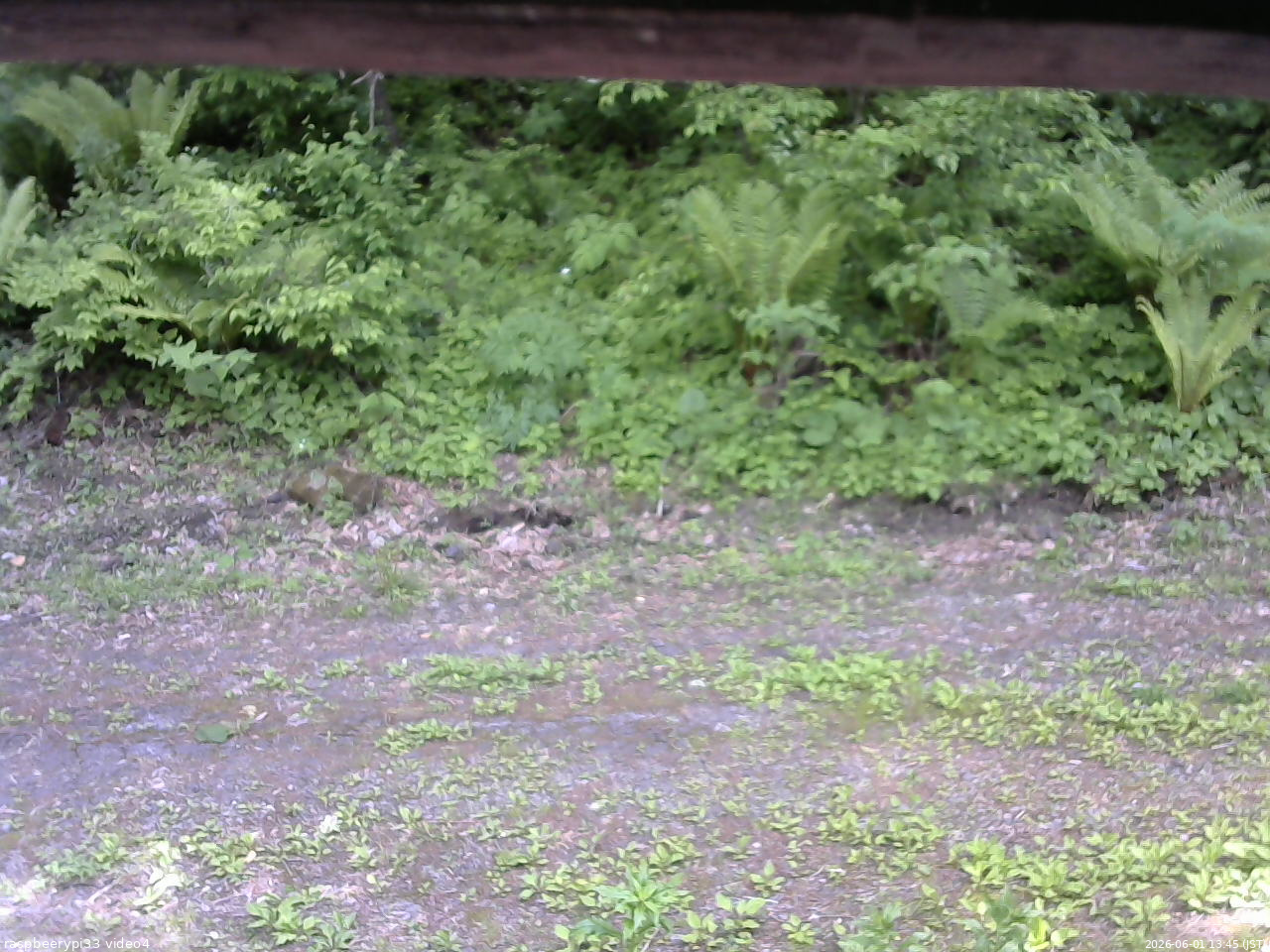 長野県菅平高原 ゆたか山荘 東側(坂下) 2026/06/01 13:45