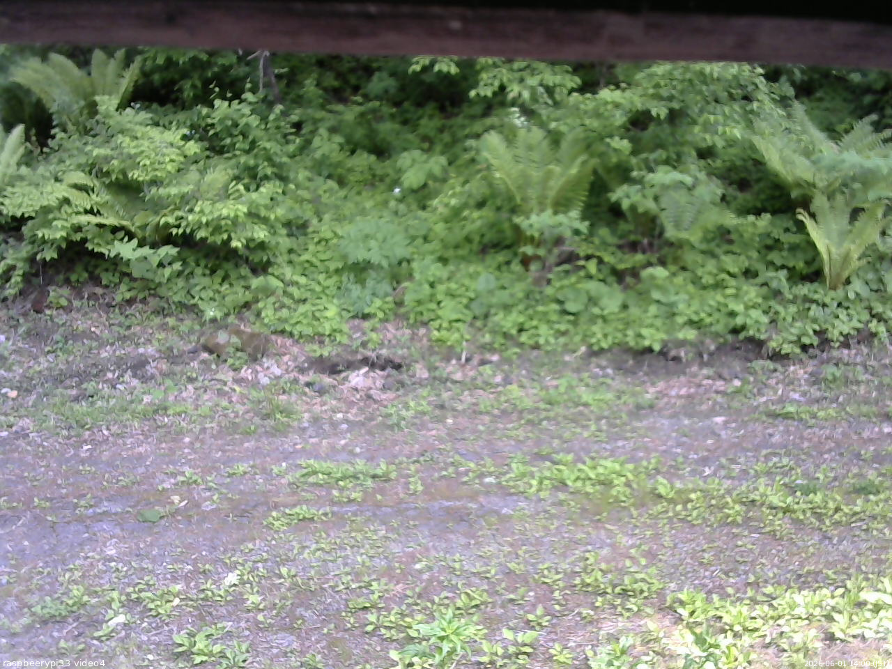 長野県菅平高原 ゆたか山荘 東側(坂下) 2026/06/01 14:00