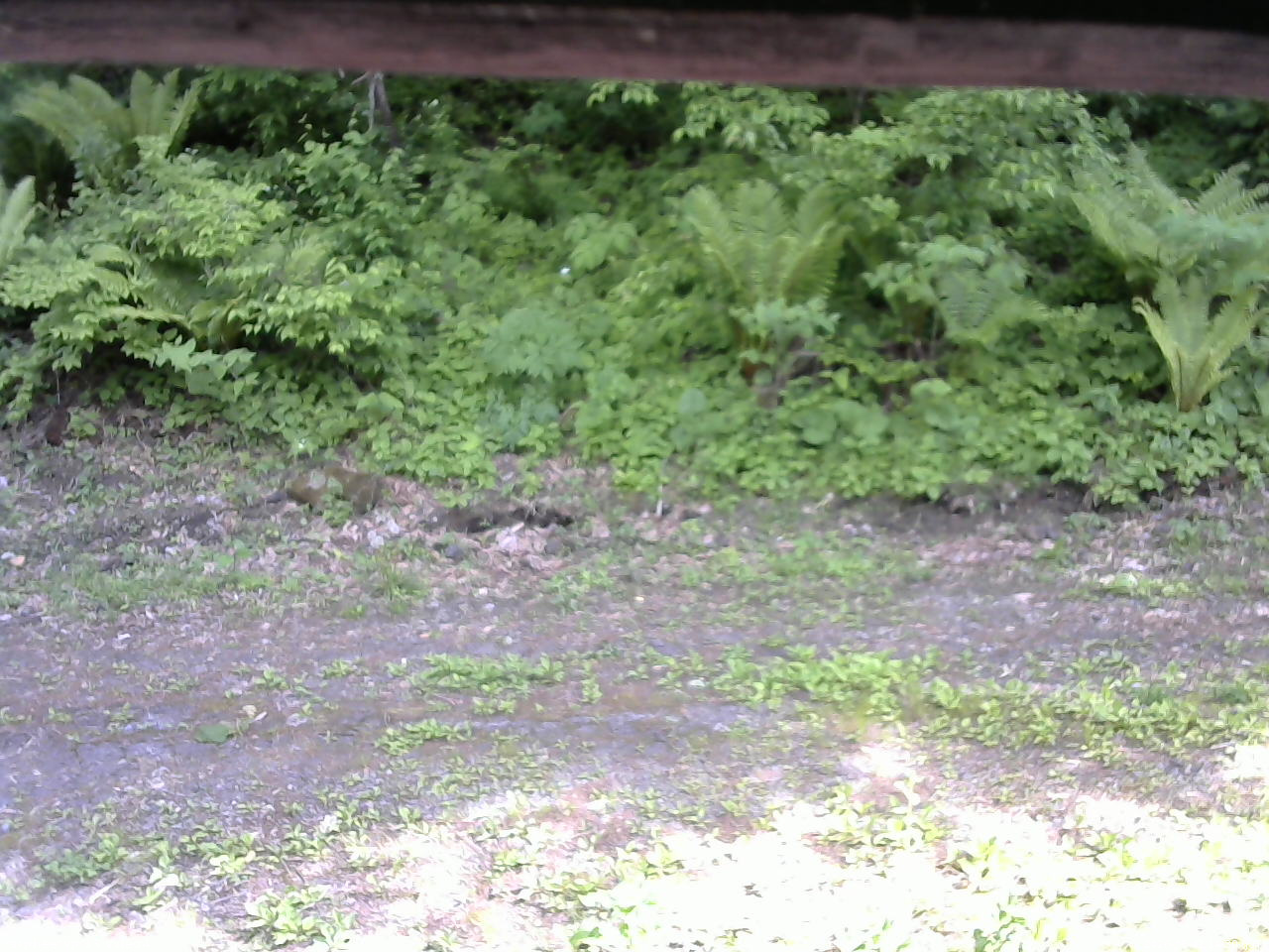 長野県菅平高原 ゆたか山荘 東側(坂下) 2026/06/01 14:30