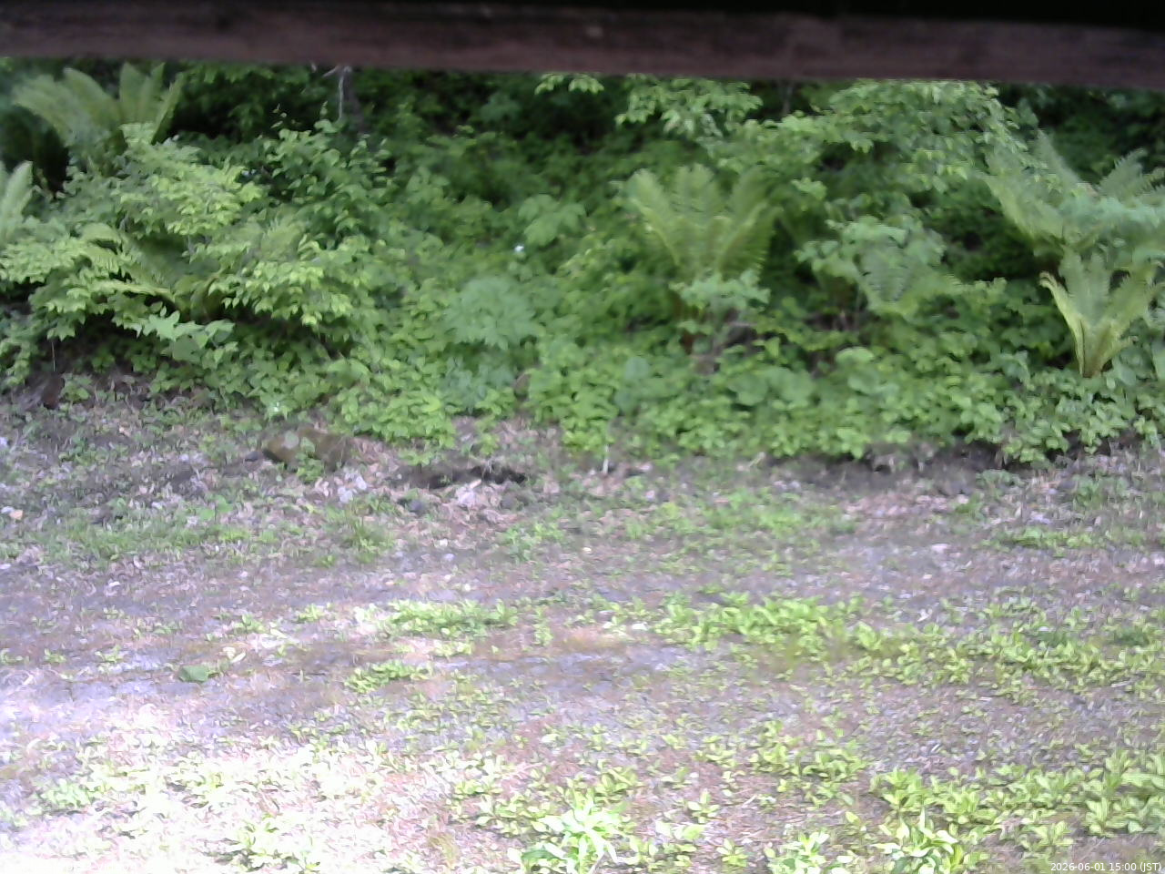 長野県菅平高原 ゆたか山荘 東側(坂下) 2026/06/01 15:00