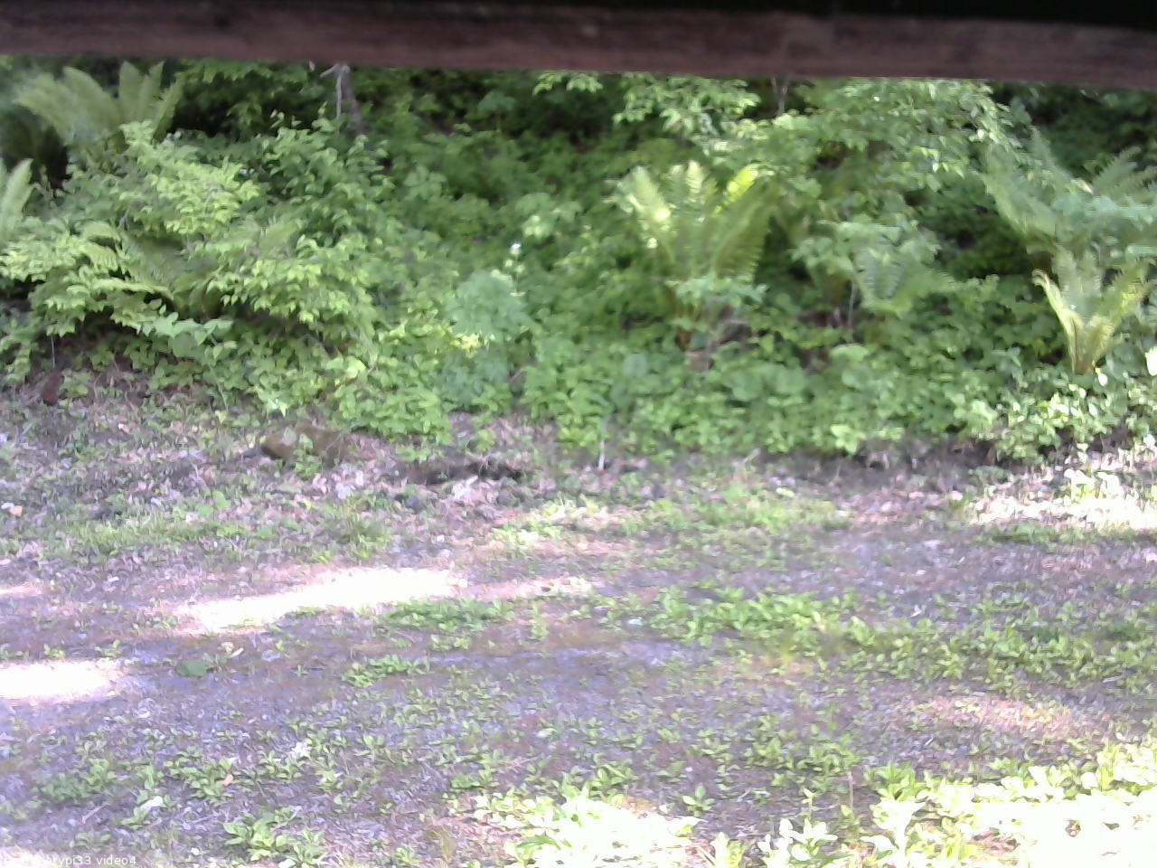 長野県菅平高原 ゆたか山荘 東側(坂下) 2026/06/01 16:00