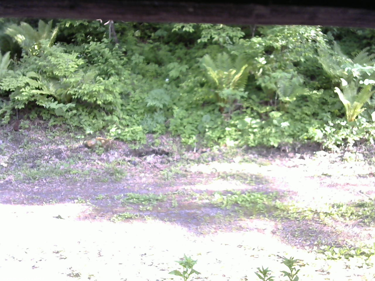 長野県菅平高原 ゆたか山荘 東側(坂下) 2026/06/01 16:30