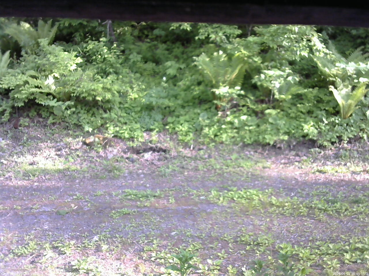 長野県菅平高原 ゆたか山荘 東側(坂下) 2026/06/01 16:45
