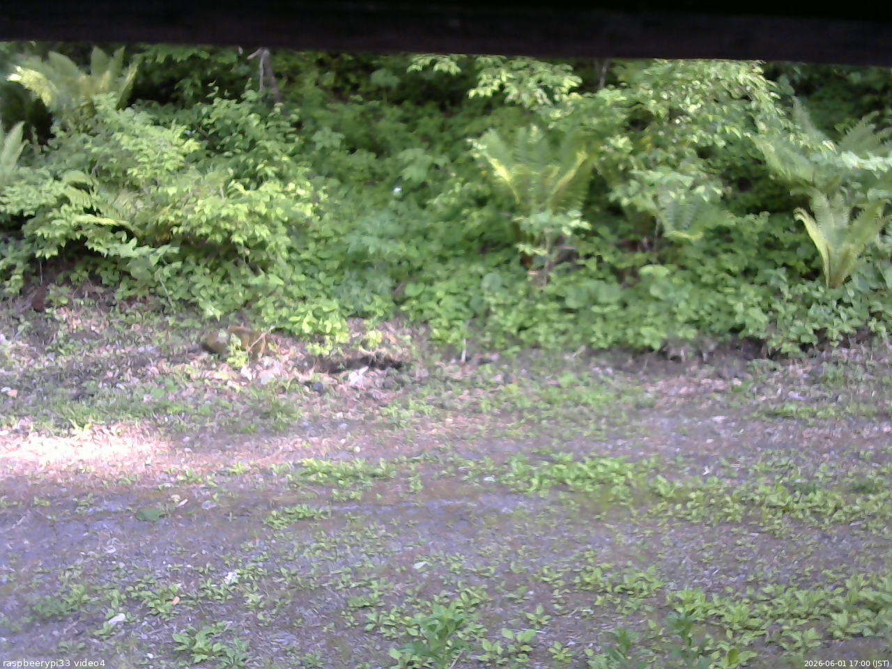 長野県菅平高原 ゆたか山荘 東側(坂下) 2026/06/01 17:00