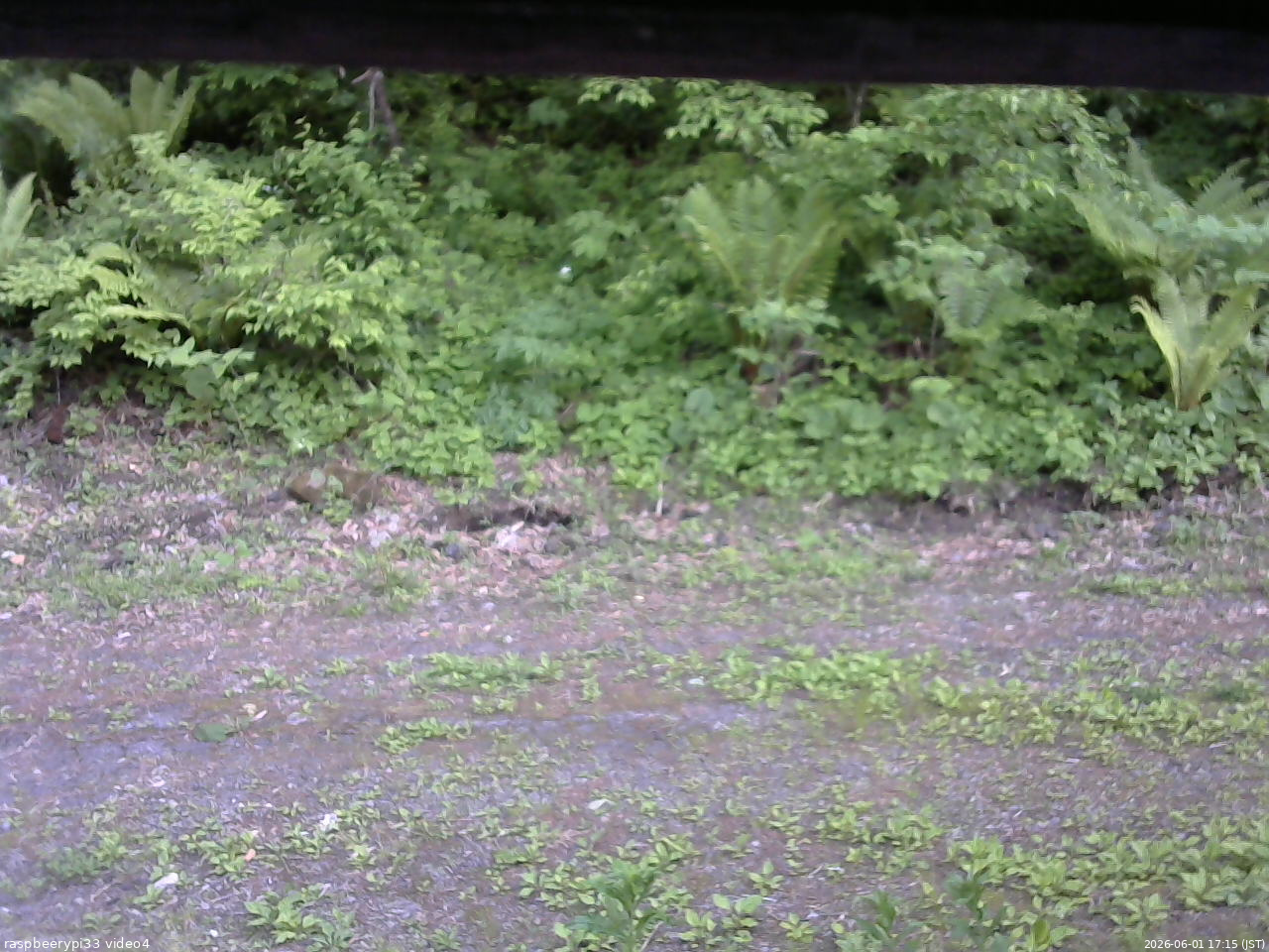 長野県菅平高原 ゆたか山荘 東側(坂下) 2026/06/01 17:15