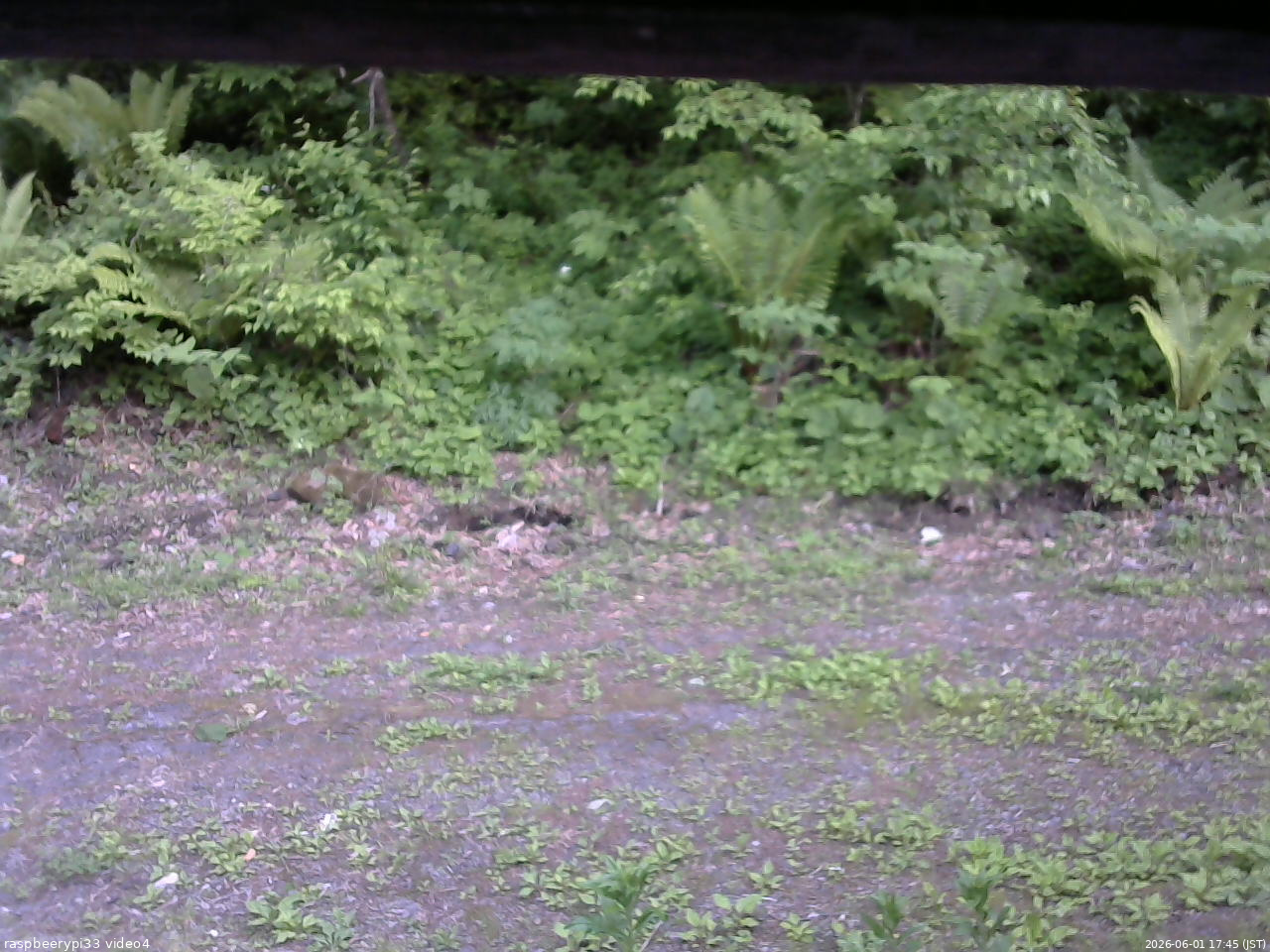 長野県菅平高原 ゆたか山荘 東側(坂下) 2026/06/01 17:45