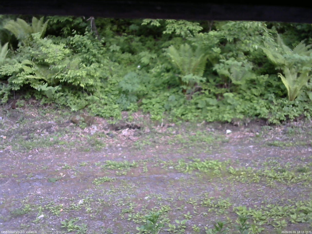 長野県菅平高原 ゆたか山荘 東側(坂下) 2026/06/01 18:15