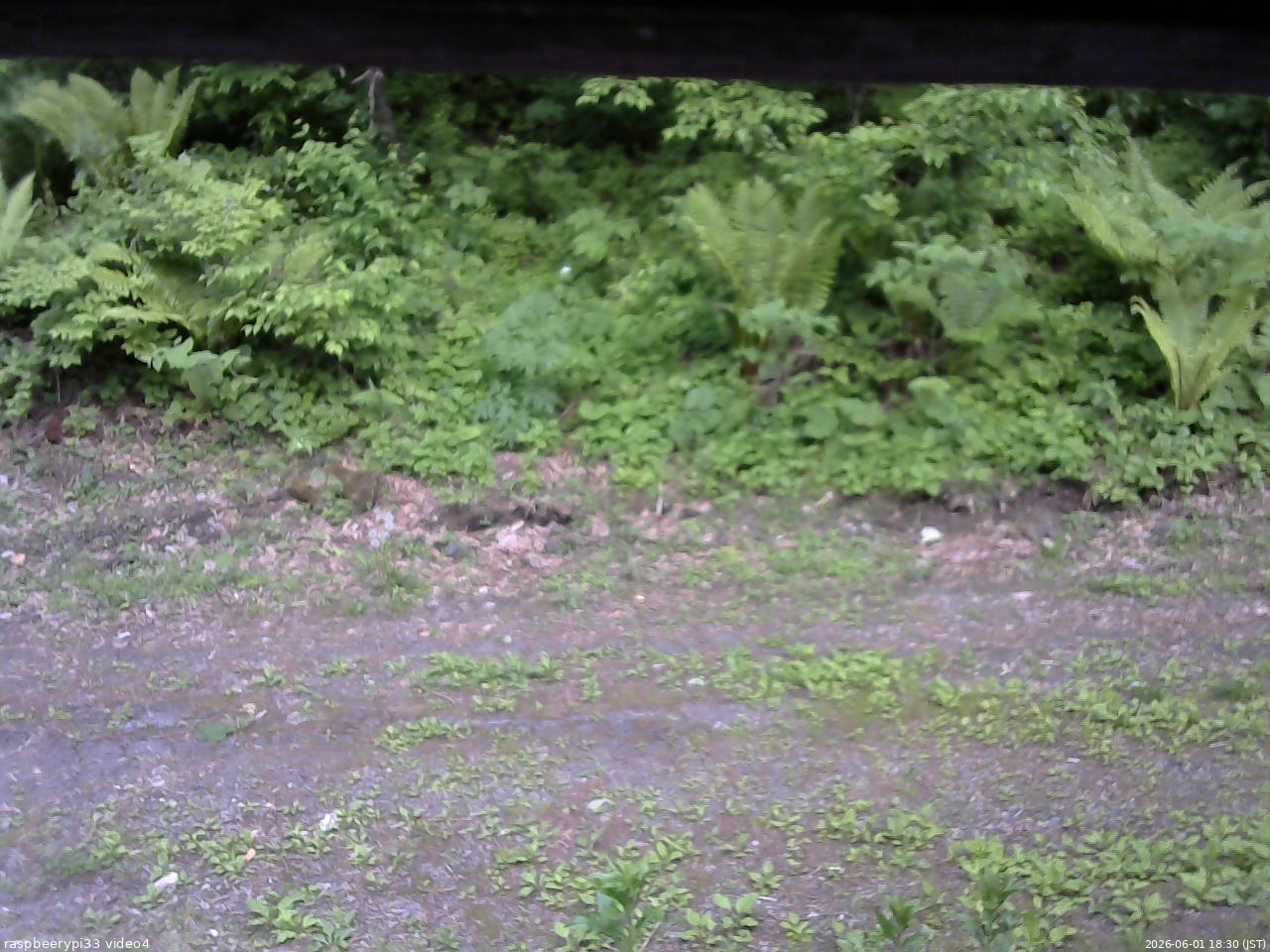 長野県菅平高原 ゆたか山荘 東側(坂下) 2026/06/01 18:30