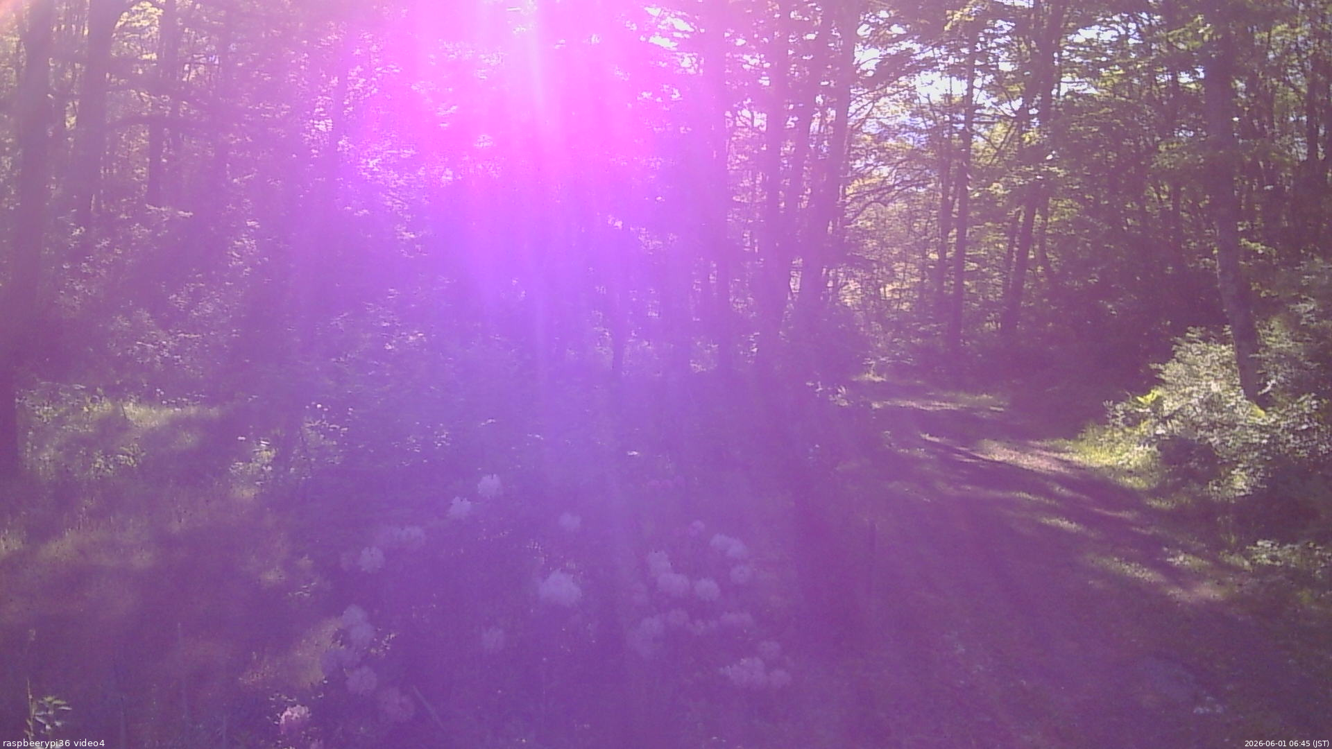長野県菅平高原 ゆたか山荘 坂上 2026/06/01 06:45