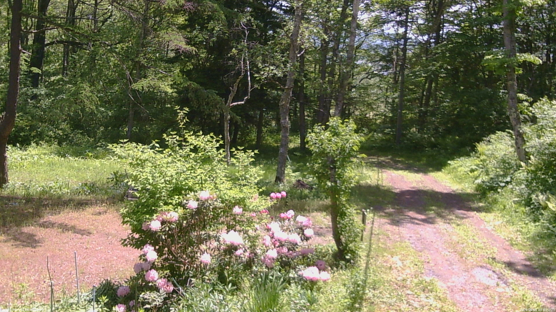 長野県菅平高原 ゆたか山荘 坂上 2026/06/01 10:45