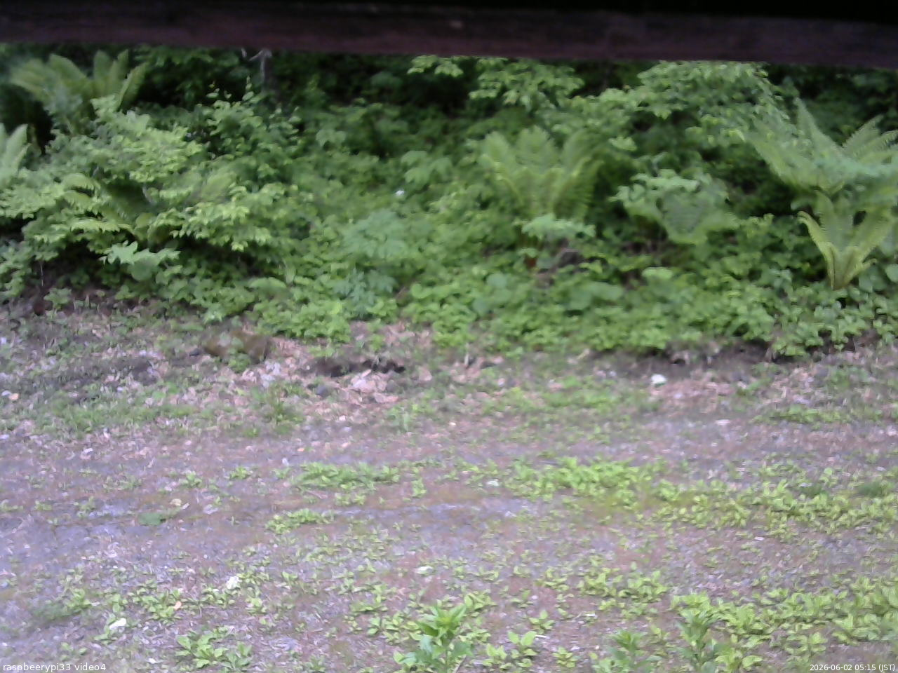 長野県菅平高原 ゆたか山荘 東側(坂下) 2026/06/02 05:15