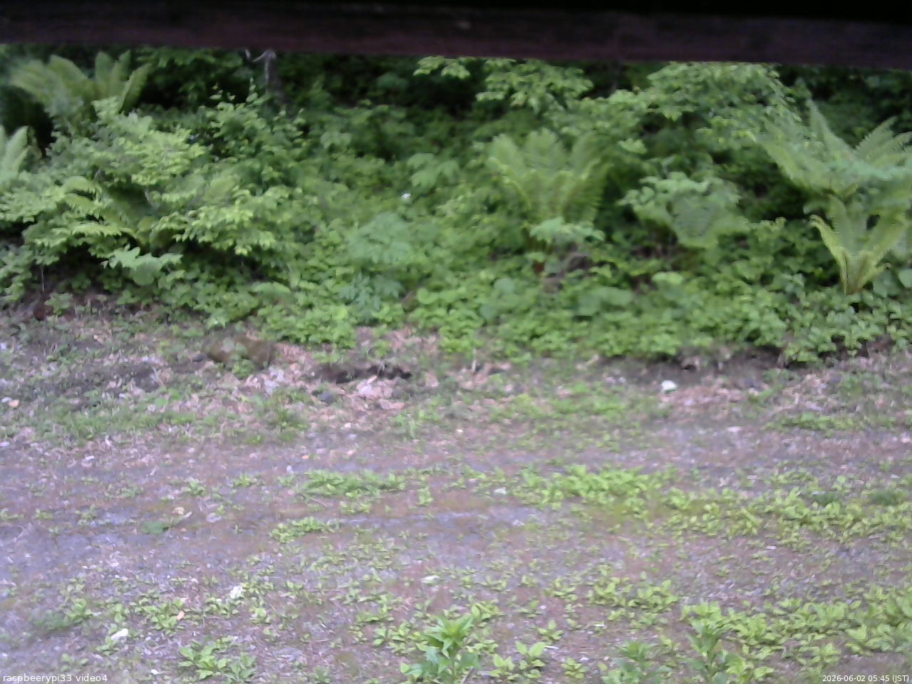 長野県菅平高原 ゆたか山荘 東側(坂下) 2026/06/02 05:45