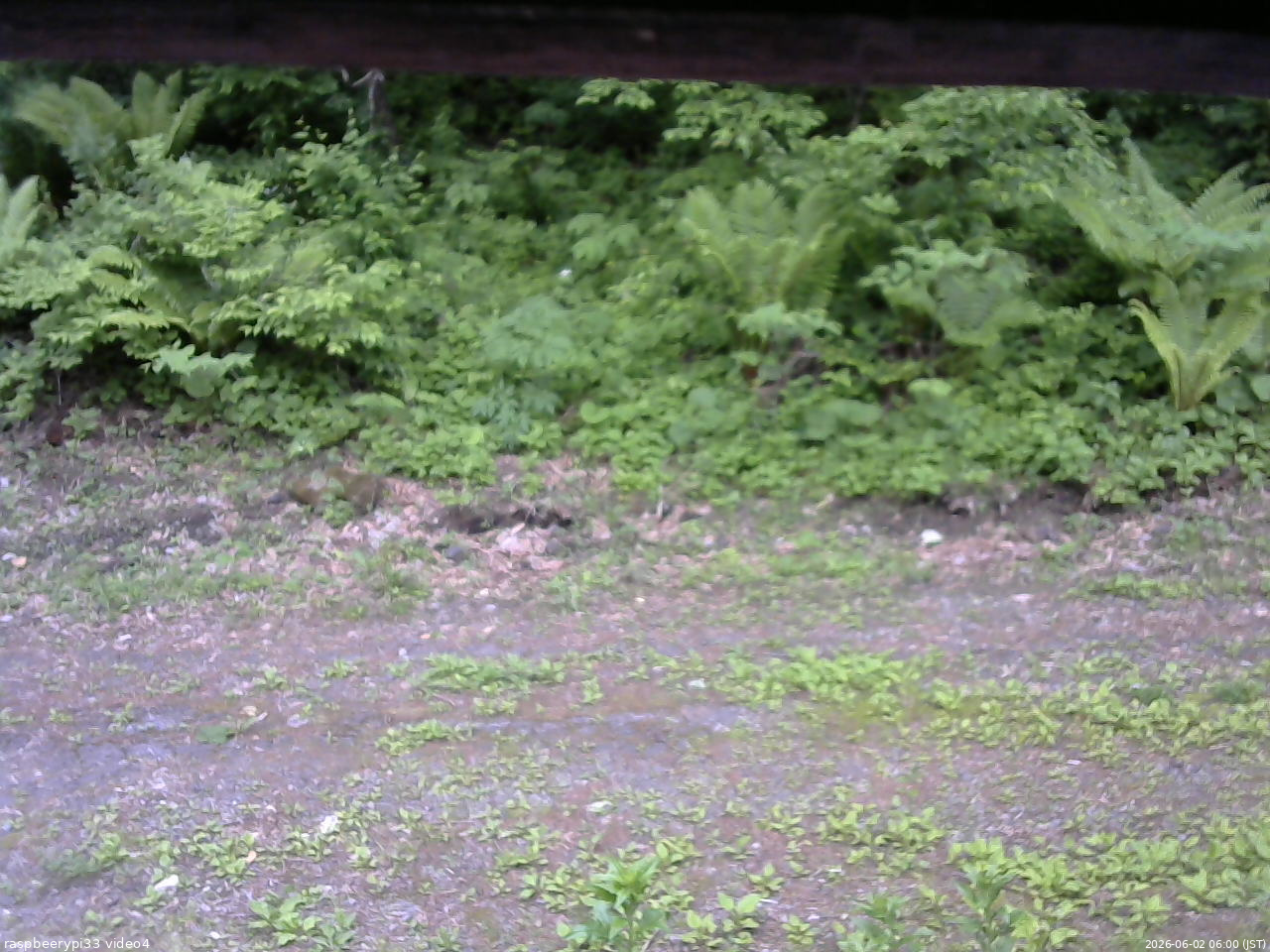 長野県菅平高原 ゆたか山荘 東側(坂下) 2026/06/02 06:00