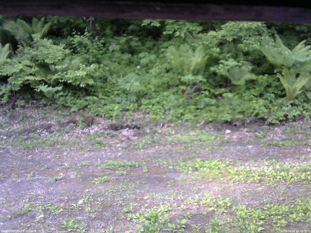 長野県菅平高原 ゆたか山荘 東側(坂下) 2026/06/02 06:45