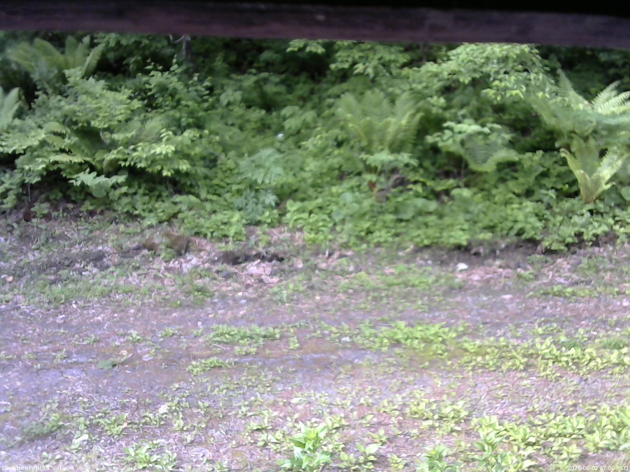 長野県菅平高原 ゆたか山荘 東側(坂下) 2026/06/02 07:00