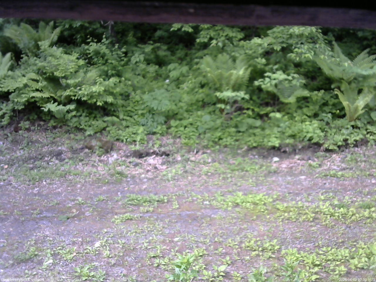 長野県菅平高原 ゆたか山荘 東側(坂下) 2026/06/02 07:30