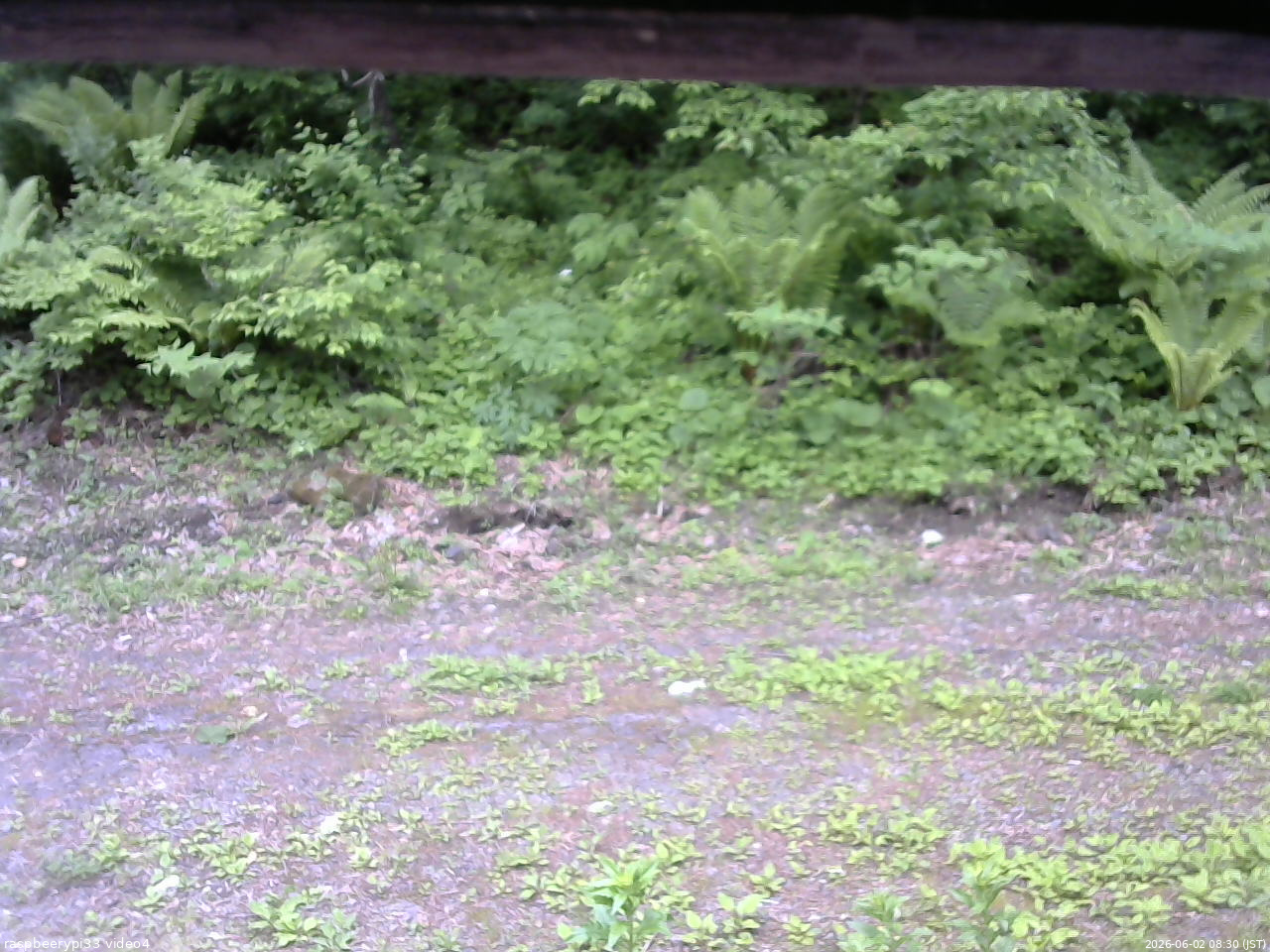 長野県菅平高原 ゆたか山荘 東側(坂下) 2026/06/02 08:30