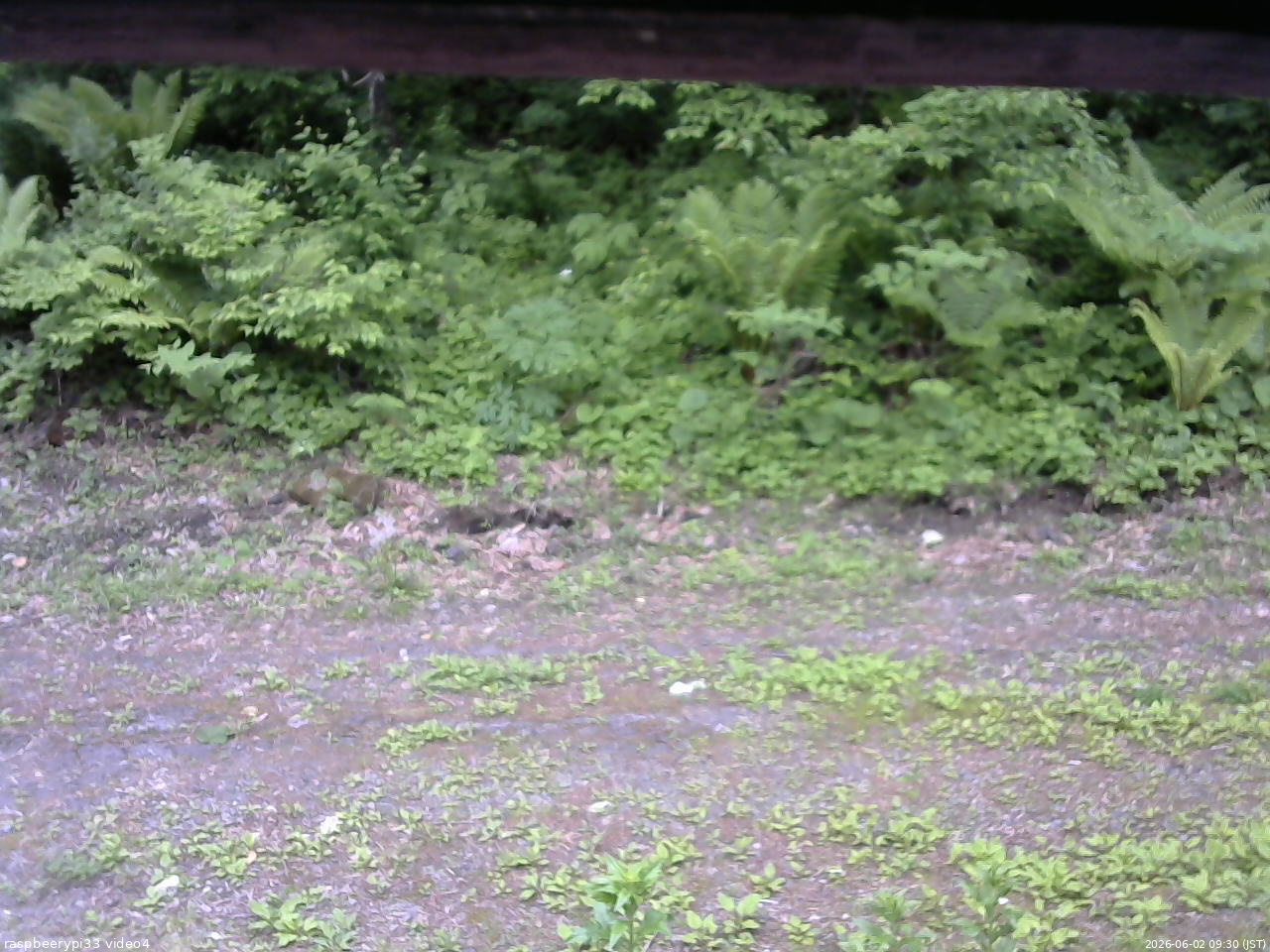 長野県菅平高原 ゆたか山荘 東側(坂下) 2026/06/02 09:30