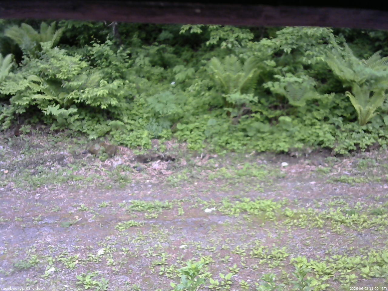 長野県菅平高原 ゆたか山荘 東側(坂下) 2026/06/02 11:00