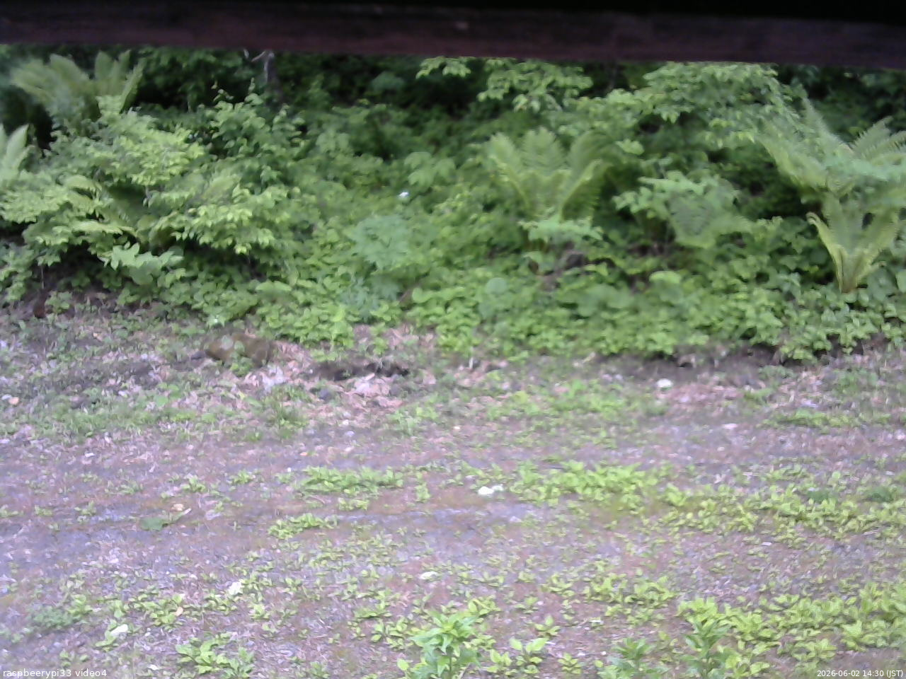 長野県菅平高原 ゆたか山荘 東側(坂下) 2026/06/02 14:30