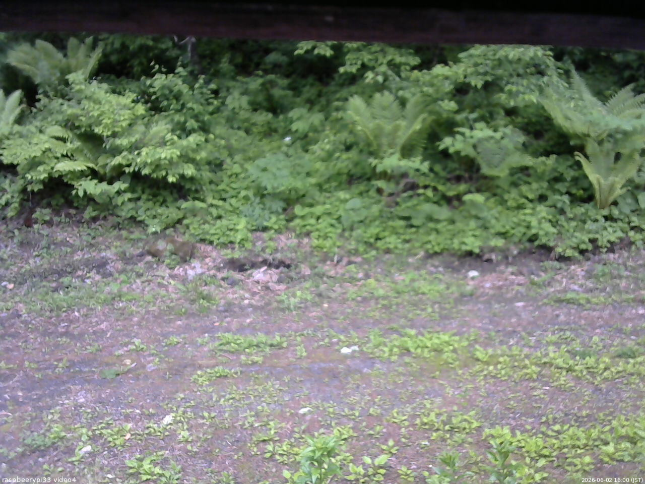 長野県菅平高原 ゆたか山荘 東側(坂下) 2026/06/02 16:00