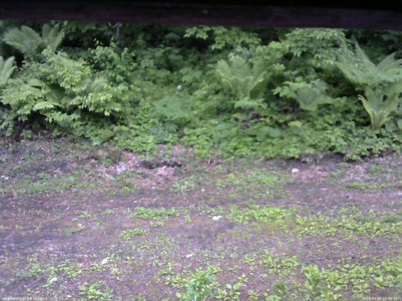 長野県菅平高原 ゆたか山荘 東側(坂下) 2026/06/02 17:00