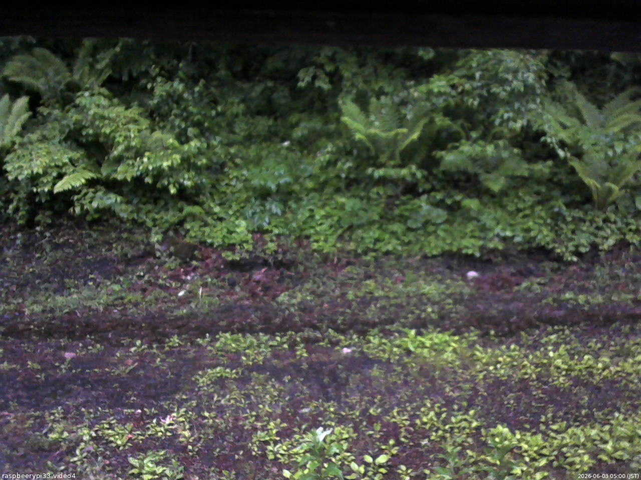 長野県菅平高原 ゆたか山荘 東側(坂下) 2026/06/03 05:00