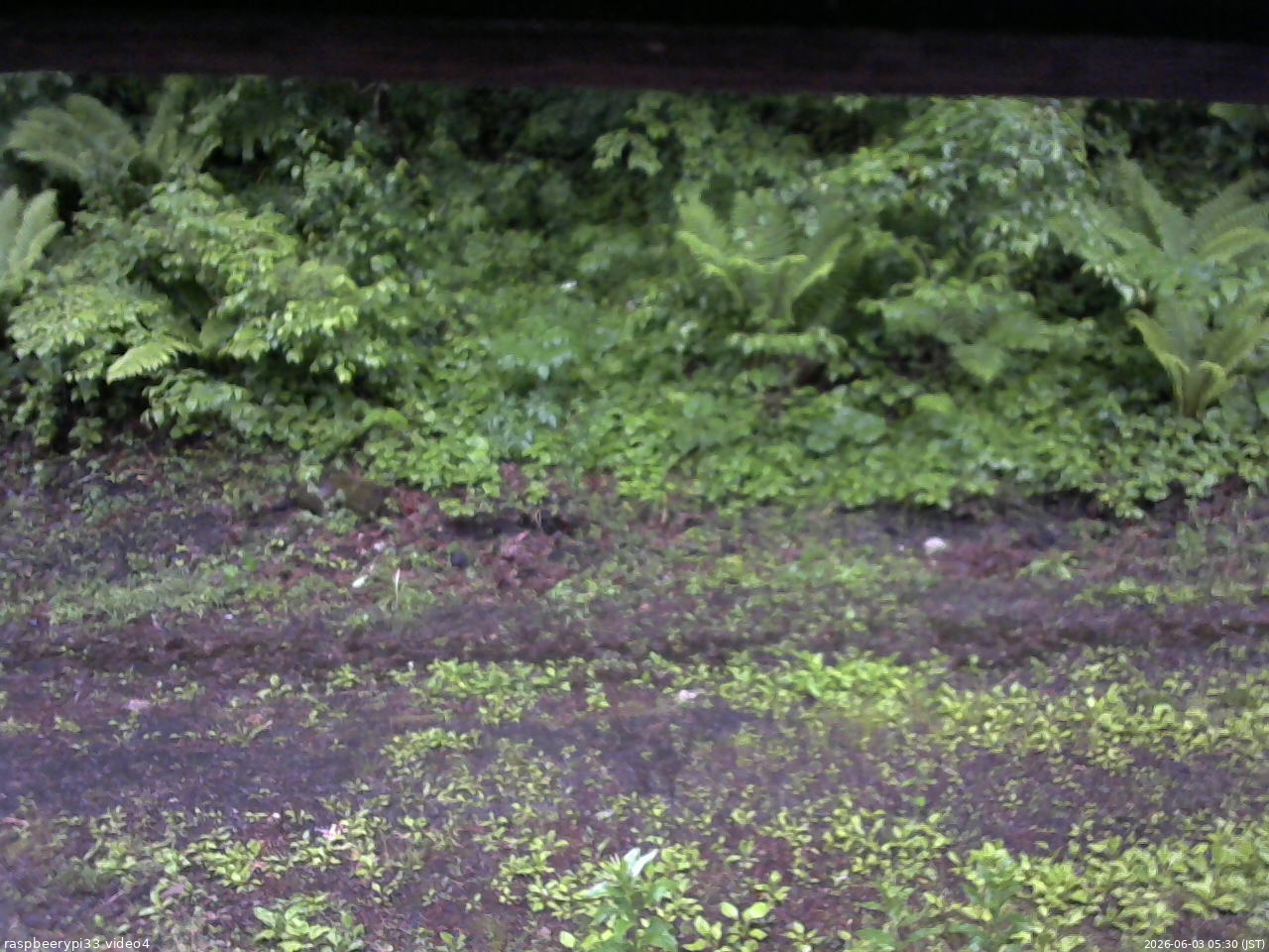 長野県菅平高原 ゆたか山荘 東側(坂下) 2026/06/03 05:30