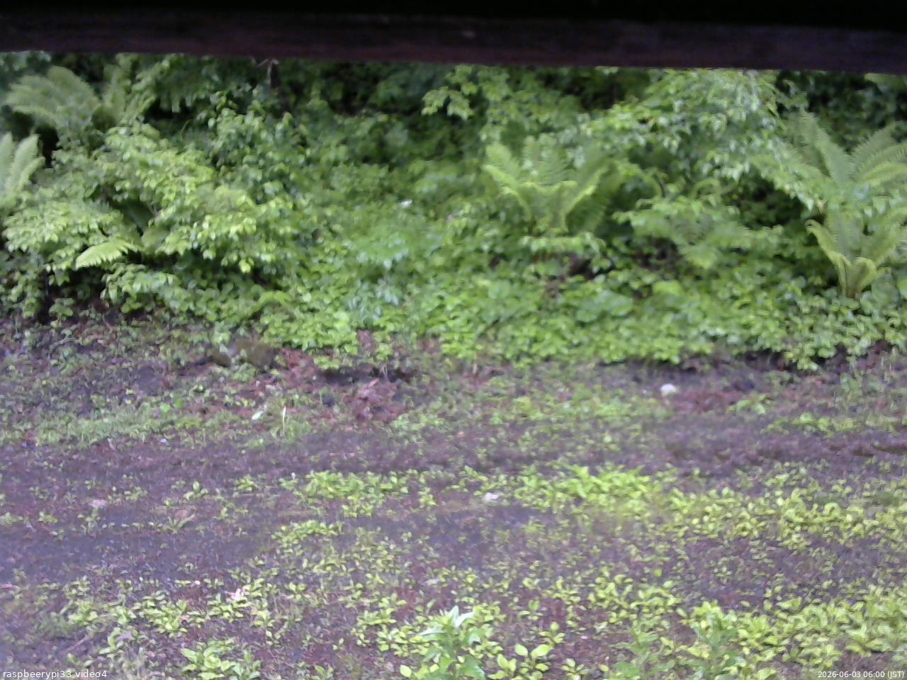 長野県菅平高原 ゆたか山荘 東側(坂下) 2026/06/03 06:00