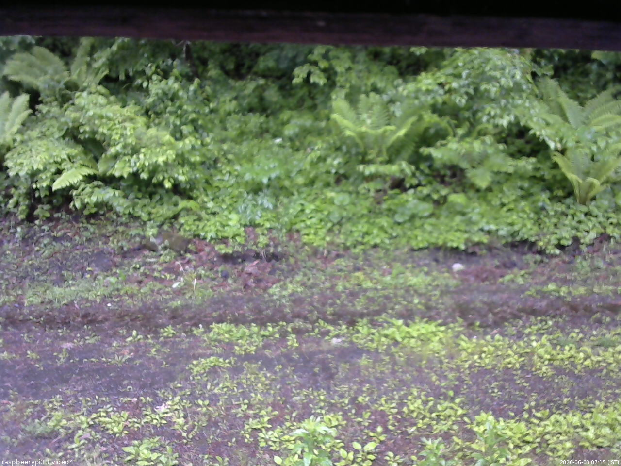 長野県菅平高原 ゆたか山荘 東側(坂下) 2026/06/03 07:15