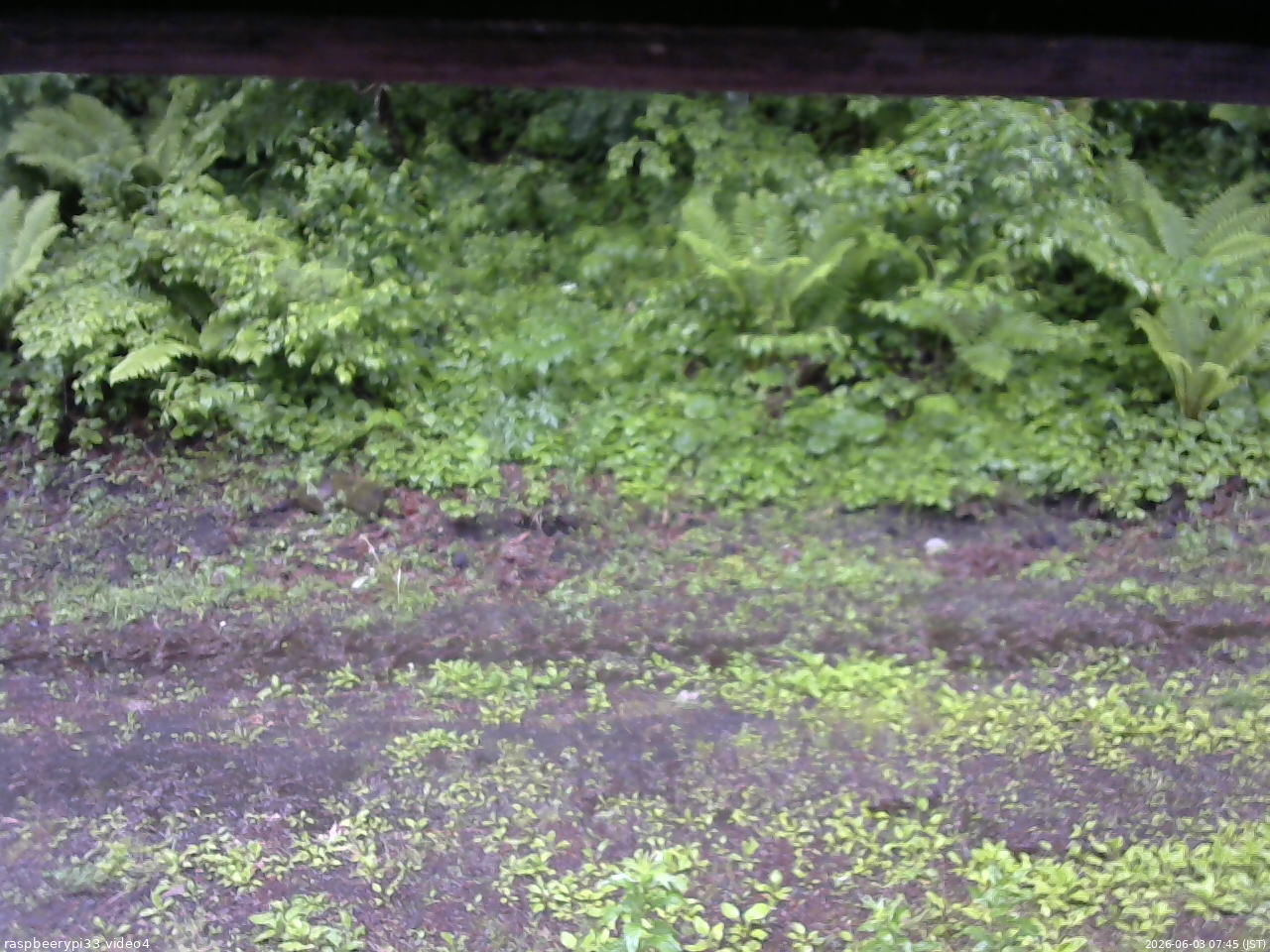 長野県菅平高原 ゆたか山荘 東側(坂下) 2026/06/03 07:45
