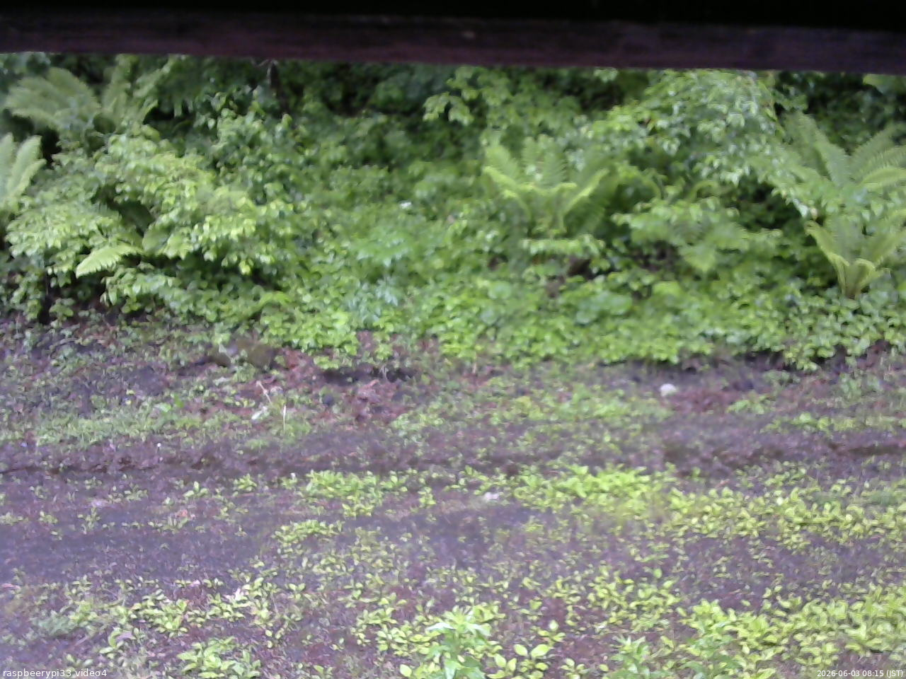 長野県菅平高原 ゆたか山荘 東側(坂下) 2026/06/03 08:15