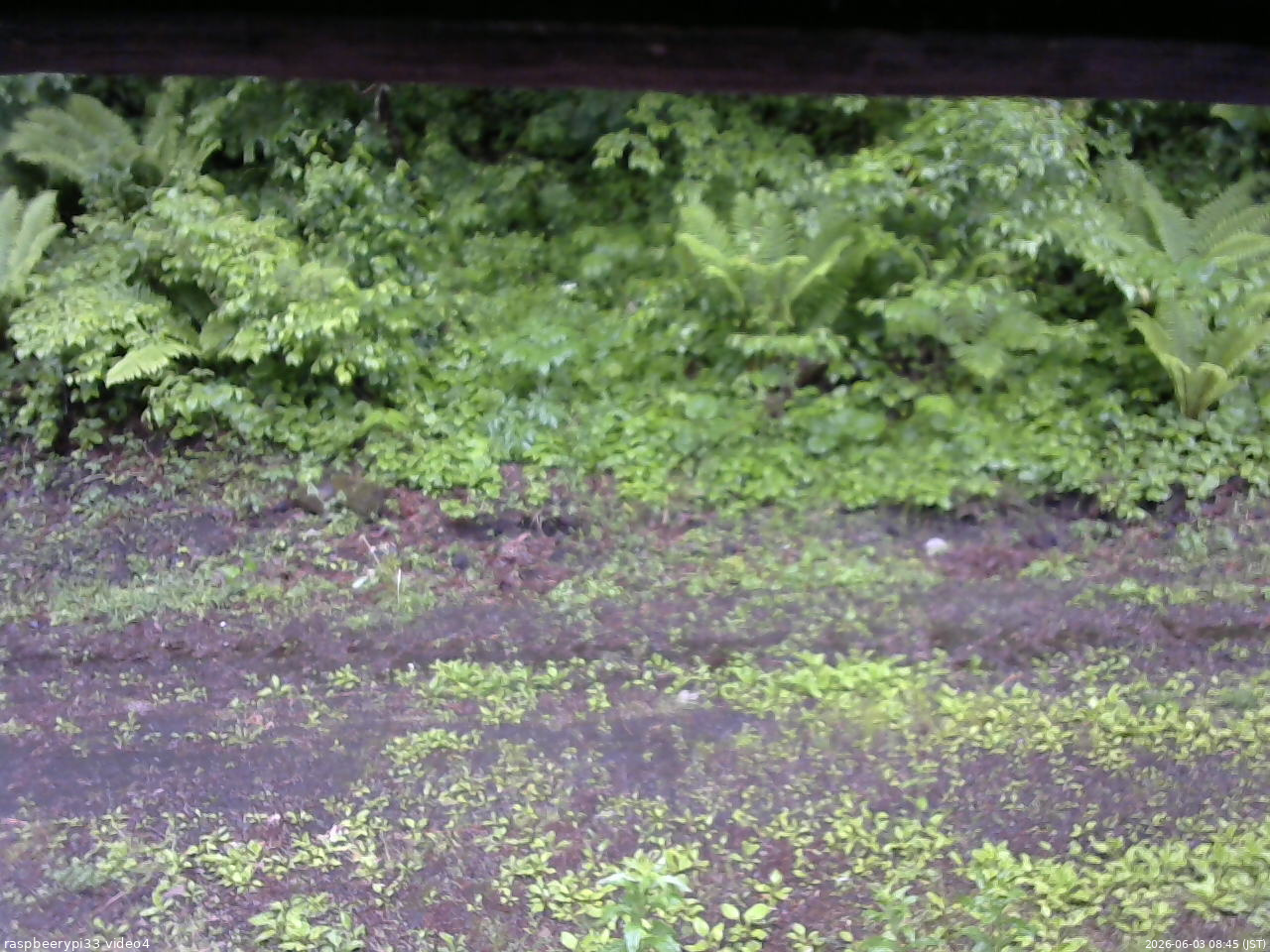 長野県菅平高原 ゆたか山荘 東側(坂下) 2026/06/03 08:45