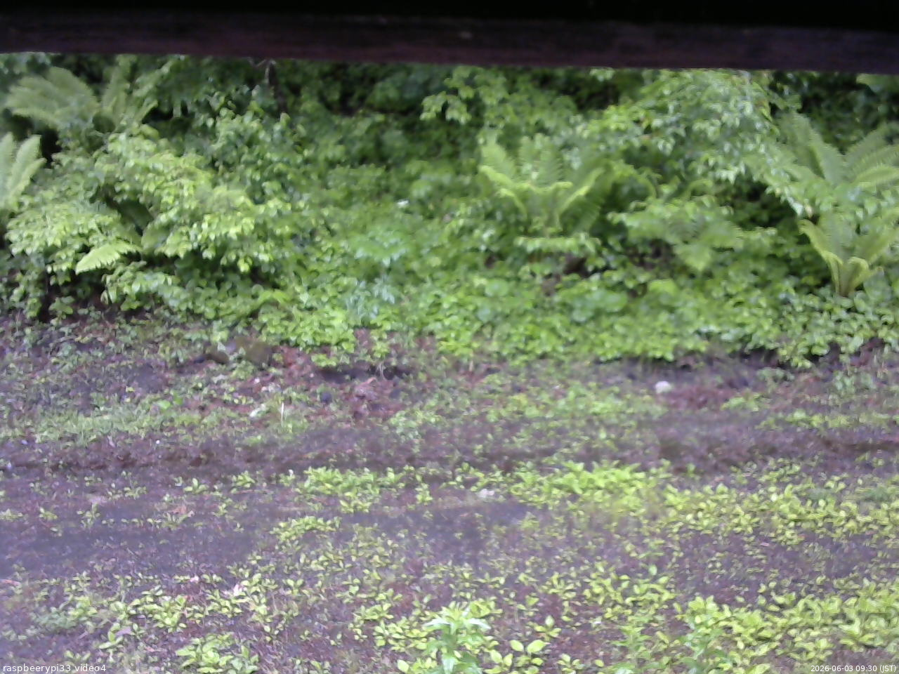 長野県菅平高原 ゆたか山荘 東側(坂下) 2026/06/03 09:30