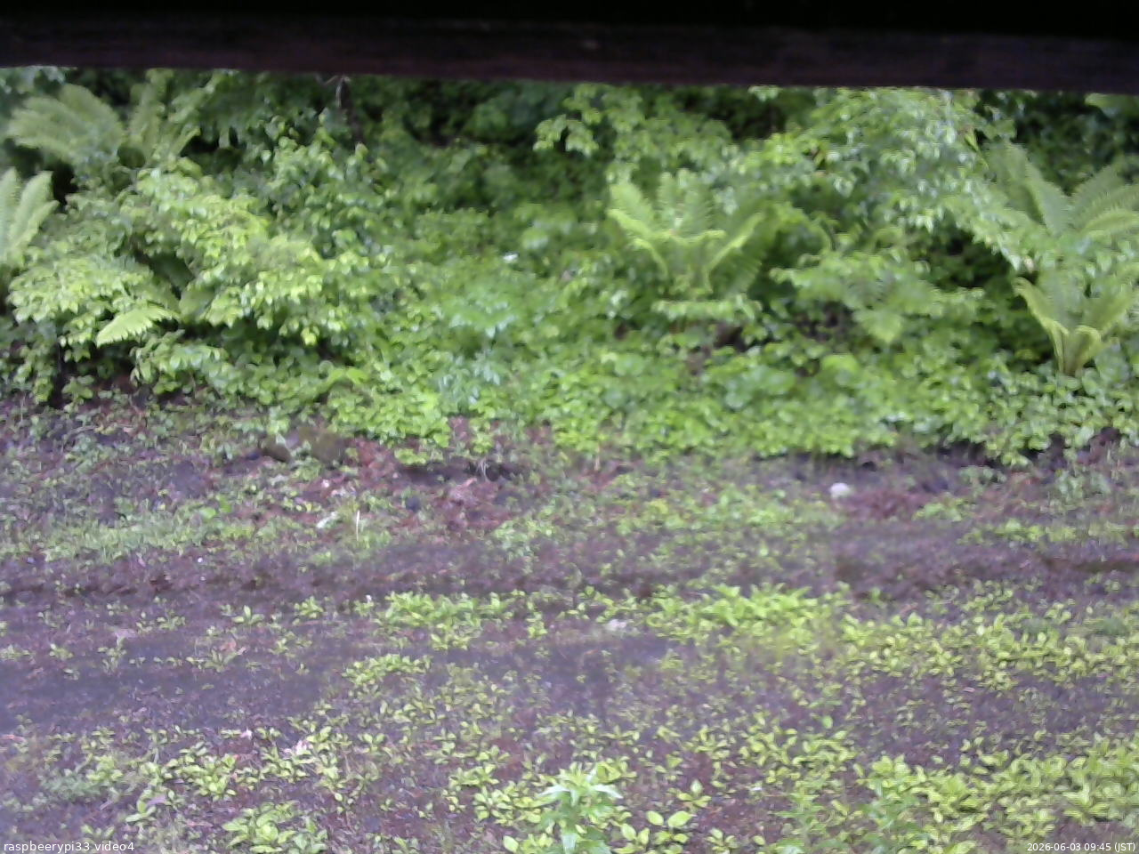 長野県菅平高原 ゆたか山荘 東側(坂下) 2026/06/03 09:45