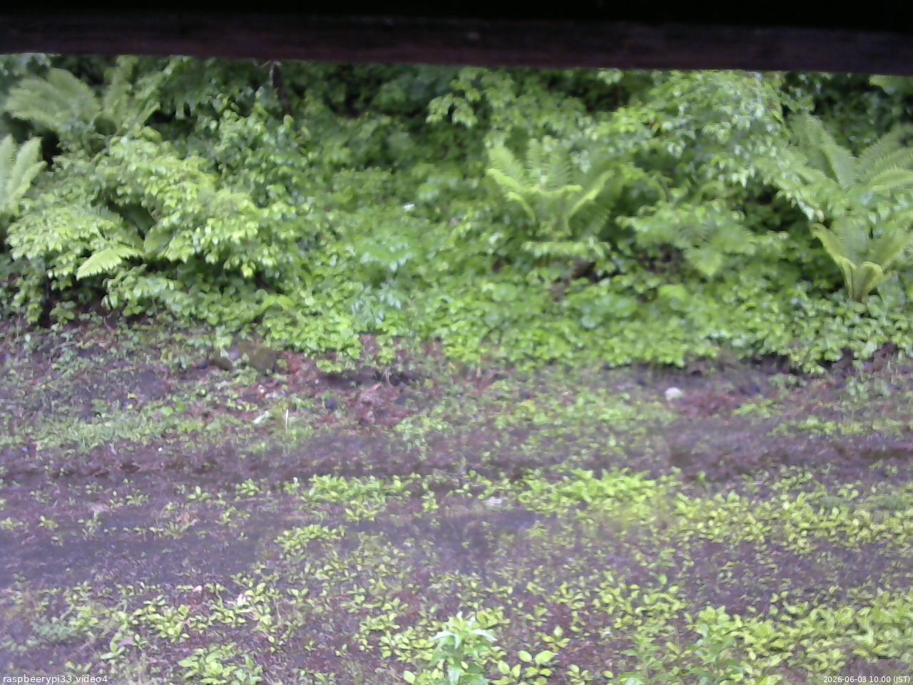 長野県菅平高原 ゆたか山荘 東側(坂下) 2026/06/03 10:00