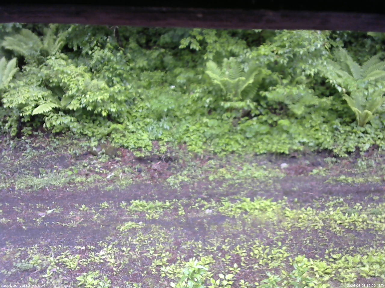 長野県菅平高原 ゆたか山荘 東側(坂下) 2026/06/03 12:00