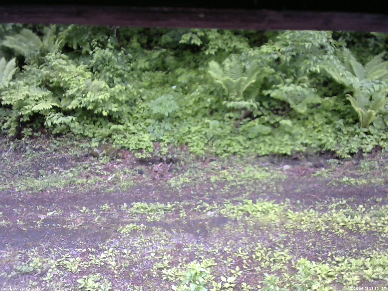 長野県菅平高原 ゆたか山荘 東側(坂下) 2026/06/03 13:30