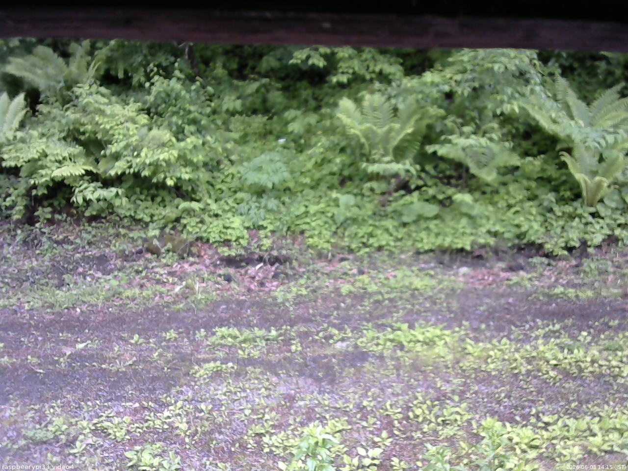 長野県菅平高原 ゆたか山荘 東側(坂下) 2026/06/03 14:15