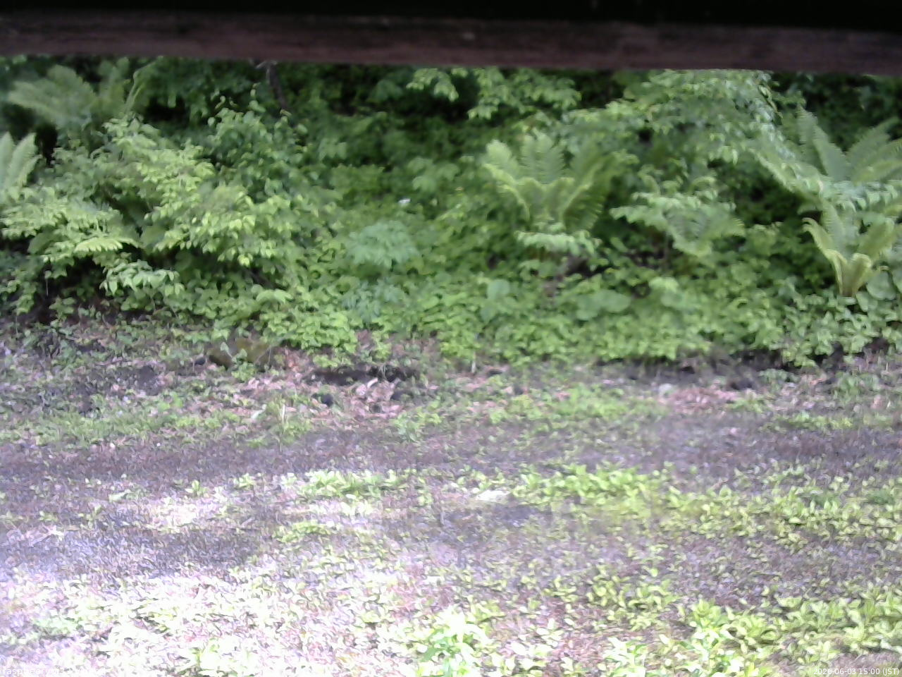 長野県菅平高原 ゆたか山荘 東側(坂下) 2026/06/03 15:00