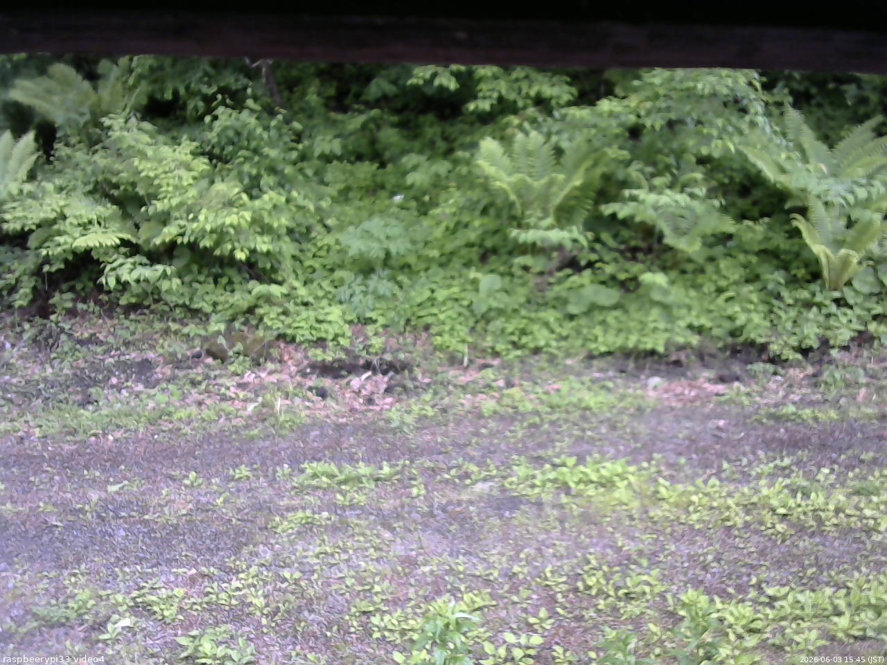 長野県菅平高原 ゆたか山荘 東側(坂下) 2026/06/03 15:45