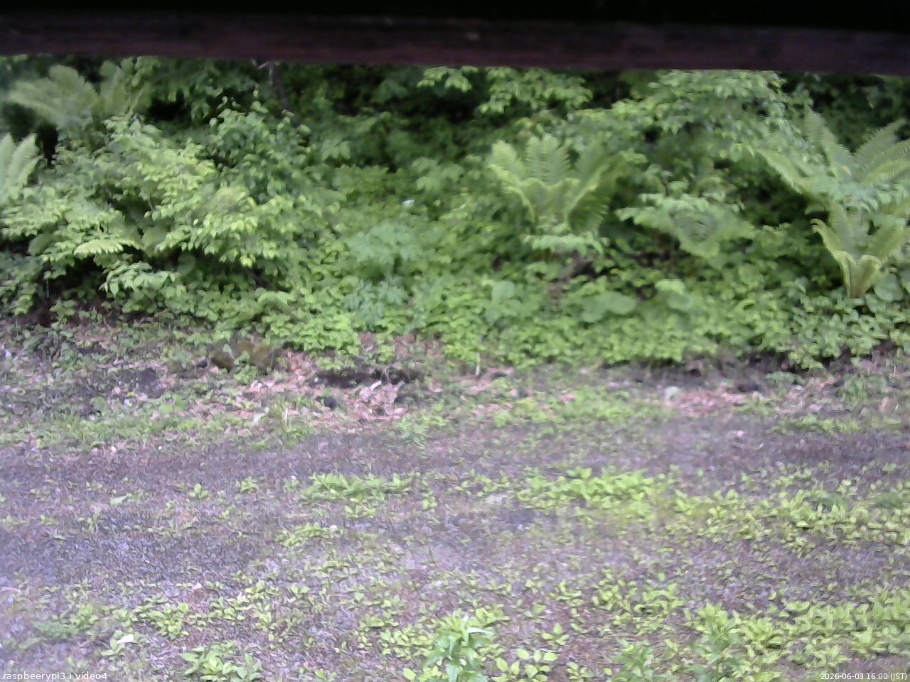 長野県菅平高原 ゆたか山荘 東側(坂下) 2026/06/03 16:00
