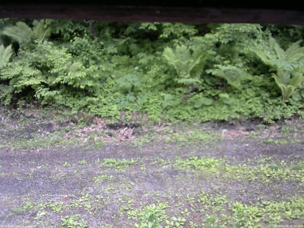 長野県菅平高原 ゆたか山荘 東側(坂下) 2026/06/03 16:30