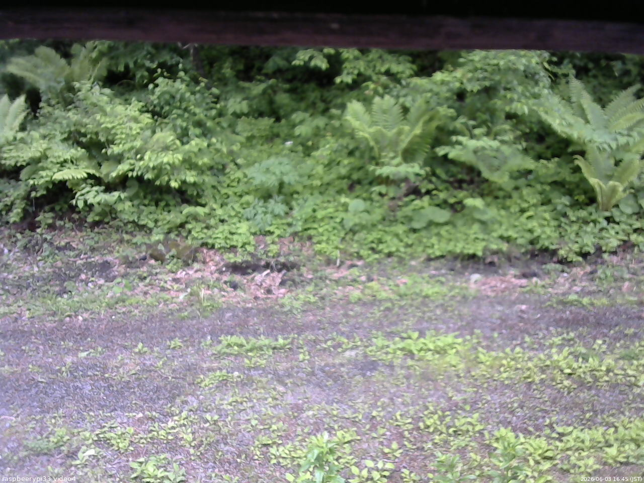 長野県菅平高原 ゆたか山荘 東側(坂下) 2026/06/03 16:45